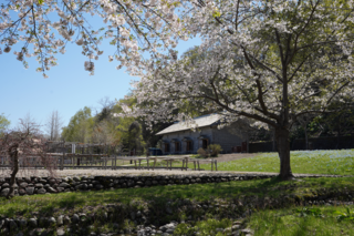 旧余市福原漁場の桜
