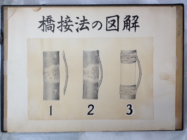 写真:写真：橋接法を天皇へ説明した際に使われた図(北海道大学、八鍬教授の書かれたもの)